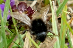 Bombus wurflenii