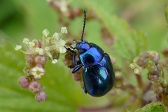 Chrysolina coerulans