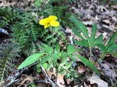 Viola lobata