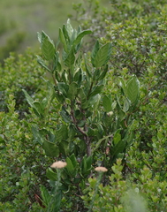 Burchellia bubalina