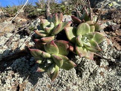 Dudleya farinosa