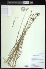 Juncus longistylis