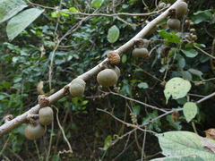 Grewia abutilifolia