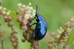 Chrysolina coerulans