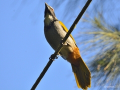 Saltator atriceps