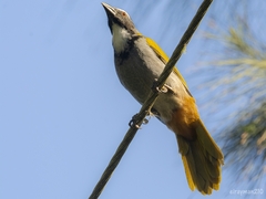 Saltator atriceps