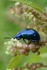 Chrysolina coerulans