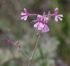 Pelargonium reniforme