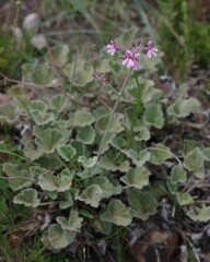 Pelargonium reniforme