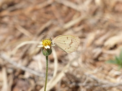 Eurema elathea