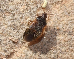Brachysteles parvicornis