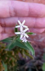 Oxypetalum solanoides