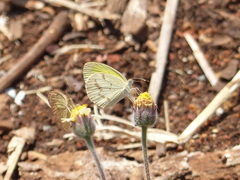 Eurema elathea