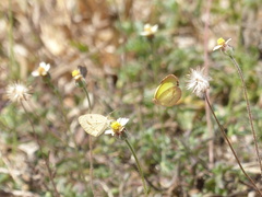 Eurema elathea