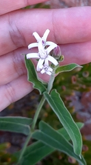 Oxypetalum solanoides