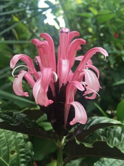 Justicia carnea