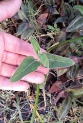 Oxypetalum solanoides