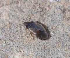 Brachysteles parvicornis