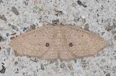 Poecilasthena anthodes