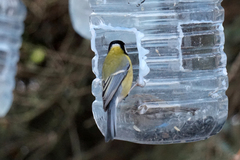 Parus major