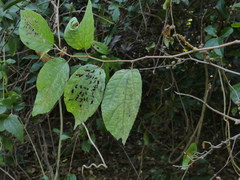 Grewia abutilifolia