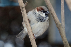 Passer domesticus