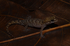 Nactus