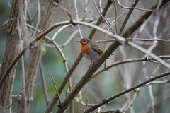 Erithacus rubecula