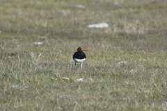 Haematopus leucopodus