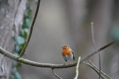 Erithacus rubecula