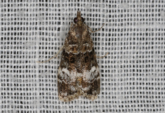 Eudonia protorthra