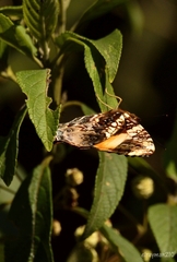 Hypanartia godmanii