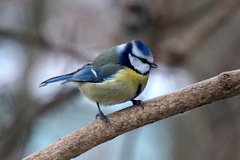 Cyanistes caeruleus