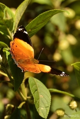 Hypanartia godmanii