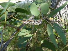 Gonimbrasia belina