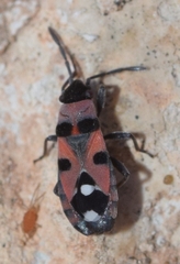 Horvathiolus gibbicollis