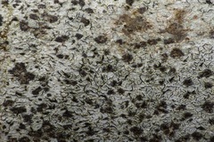 Stigmidium microspilum