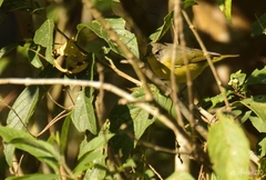 Leiothlypis ruficapilla