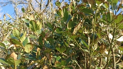 Laurus azorica