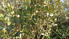 Laurus azorica