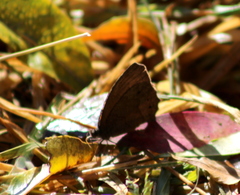 Pindis squamistriga
