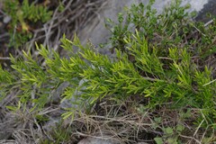 Asparagus densiflorus