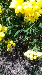 Calceolaria