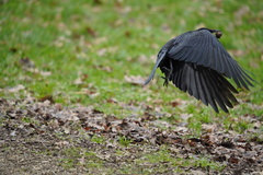 Corvus corone