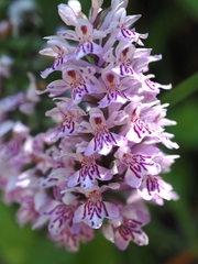 Dactylorhiza fuchsii
