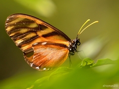 Dircenna kolijkensis