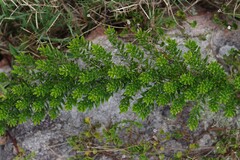 Asparagus densiflorus