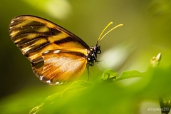 Dircenna kolijkensis