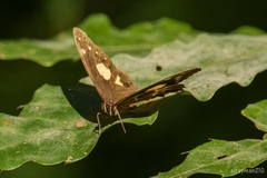 Oxeoschistus tauropolis tauropolis