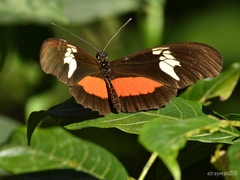 Heliconius hortense